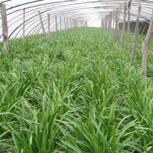ciboule serapasec