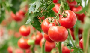 serapasec tomate